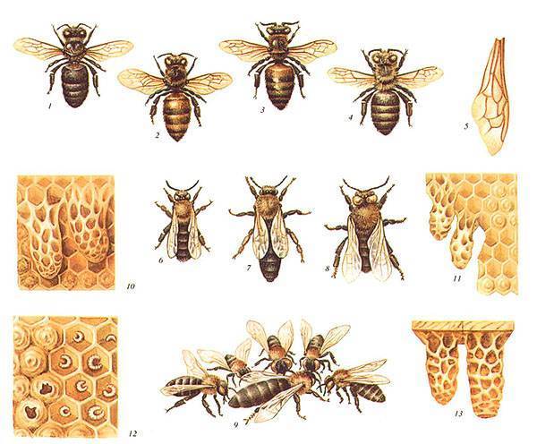 Разработка урока "медоносная пчела"