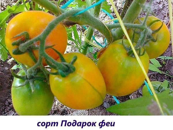 Семена томатов от коллекционеров на 2020 год, купить семена, каталог