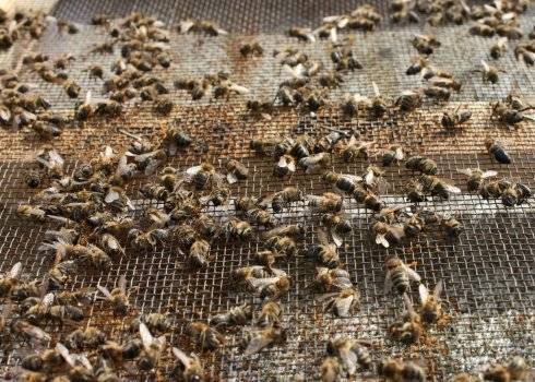 Муравьиная  и щавелевая кислота - применение в пчеловодстве
