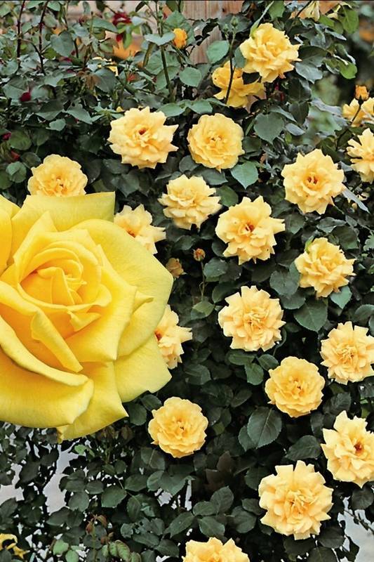 Роза дезире –  прелестница в розовой вуали