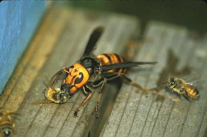 Японский огромный шершень. смертоносный японский шершень - насекомое, вселяющее ужас