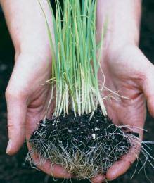 Рассада лука-порея — от посева семян до высадки в грунт