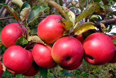 Лучшие и урожайные сорта осенних яблок: описание и выращивание