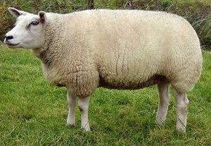 Эдильбаевская овца – одна из самых продуктивных пород