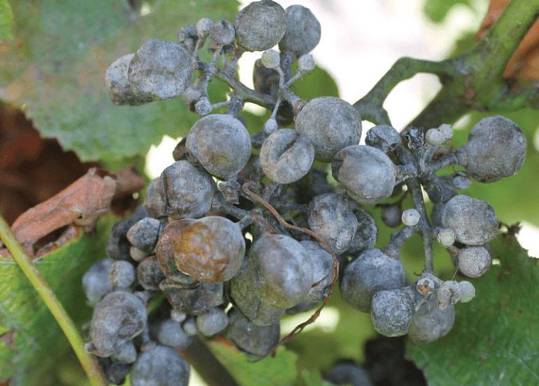Болезни винограда и их лечение. обработка винограда от болезней и вредителей