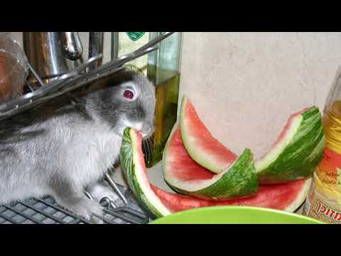 Можно ли кроликам арбузные корки: особенности питания и рекомендации