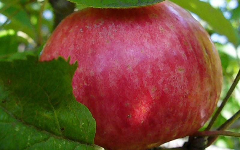 Сорт яблони мартовское