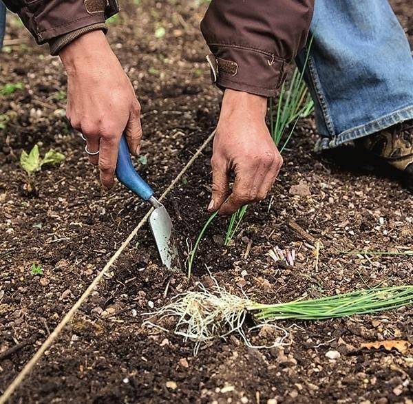 Выращивание лука-порея рассадой: все нюансы и тонкости