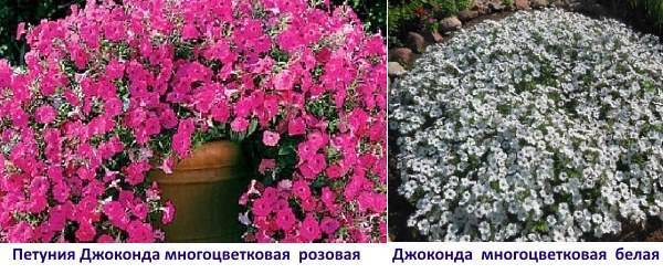 Петуния каскадная (43 фото): лучшие сорта с названиями «дабл каскад f1 блю» и «рамблин f1 бургунди хром», гигантская «тайфун f1 ред велюр» и «орхид мист», микс и крупноцветковая «синий водопад f1»