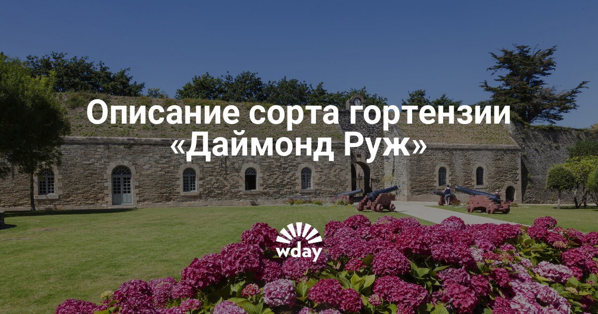 Гортензия даймонд руж (hydrangea paniculata diamant rouge) — описание
