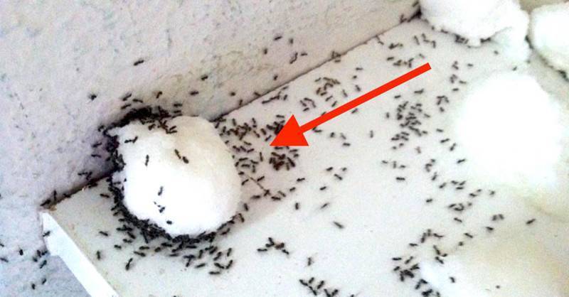 Как бороться с муравьями в доме: проверенные средства