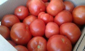 Томат большая мамочка: отзывы, фото, урожайность, описание и характеристика | tomatland.ru