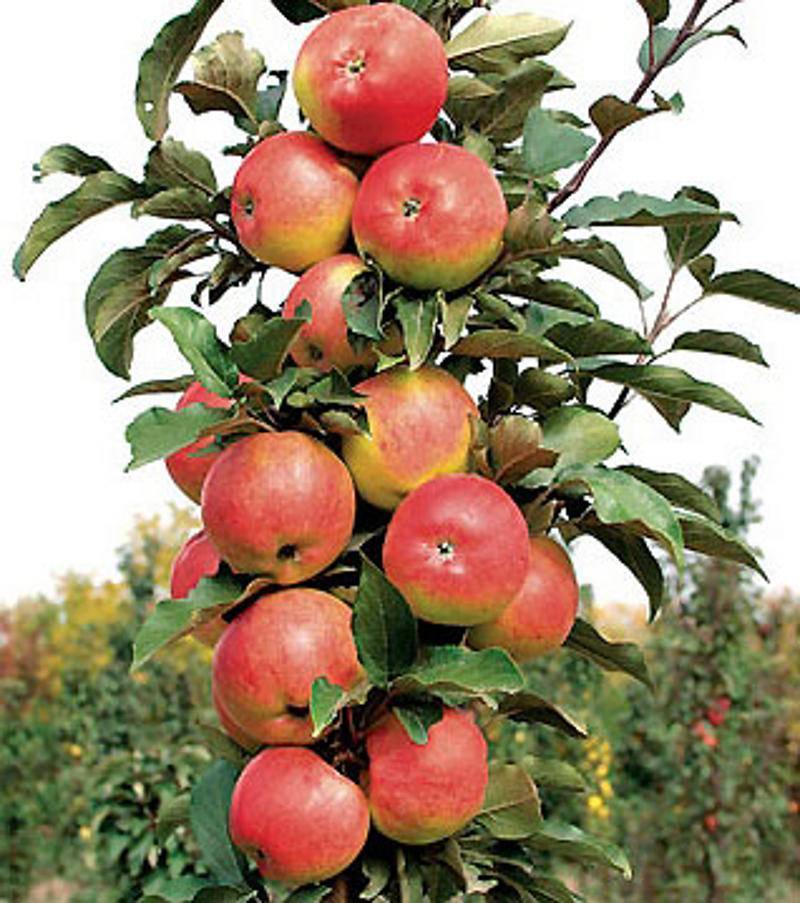 Лучшие сорта колоновидных яблонь: описание (фото), посадка и уход