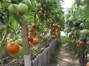 Особенности сорта томатов биг биф f1 и советы по выращиванию