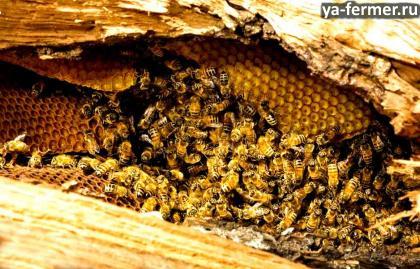 Как можно избавиться от пчел соседа, чего боятся пчелы, как убрать пчелиный улей