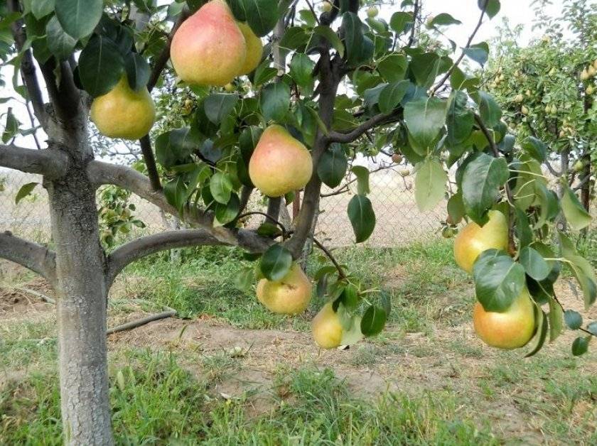 Сорт груши лесная красавица — ботаническое описание и характеристика сорта