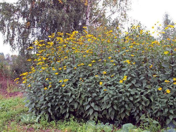 Топинамбур - выращивание и уход на даче