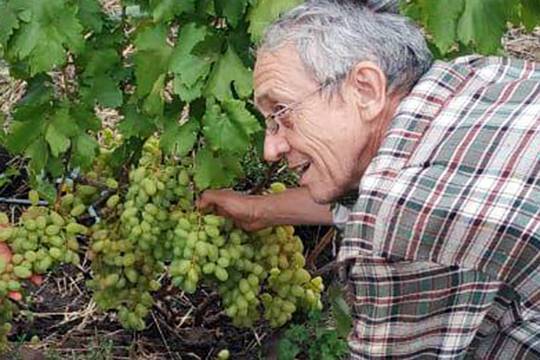Как вырастить виноград?