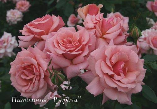 Розы флорибунда: сорта и названия, описание и уход