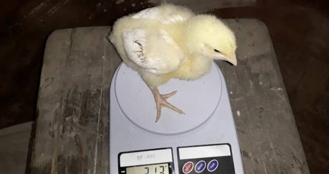 Ветеринарная аптечка для цыплят бройлеров — состав, инструкция по применению