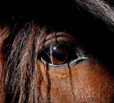 Как вылечить заболевания глаз у лошади