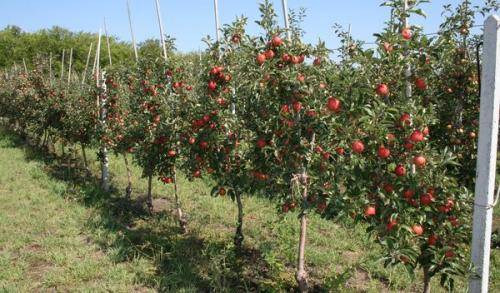 Посадка яблони весной в открытый грунт: сроки, как правильно сажать (фото)