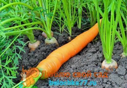 Посадка моркови лентой