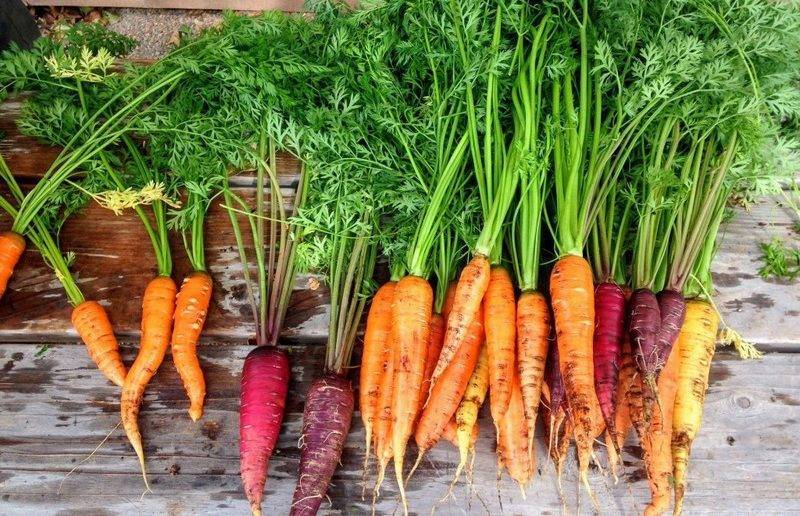 Какой сорт моркови лучше сажать в открытом грунте в подмосковье?