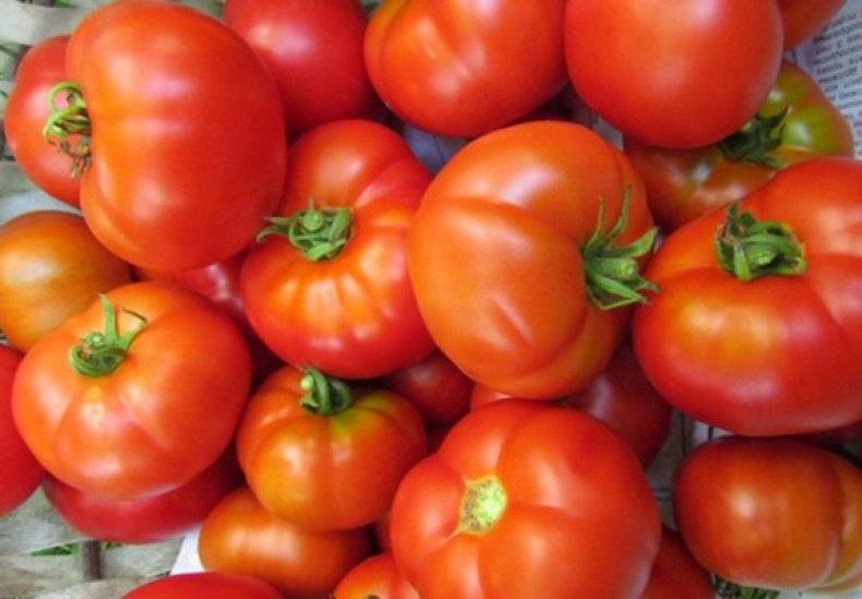 Сорт томатов «медовый» — все характеристики и описание
