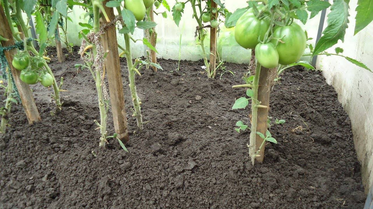 Рассада помидоров: когда высаживать в теплицу и как защитить от заморозков