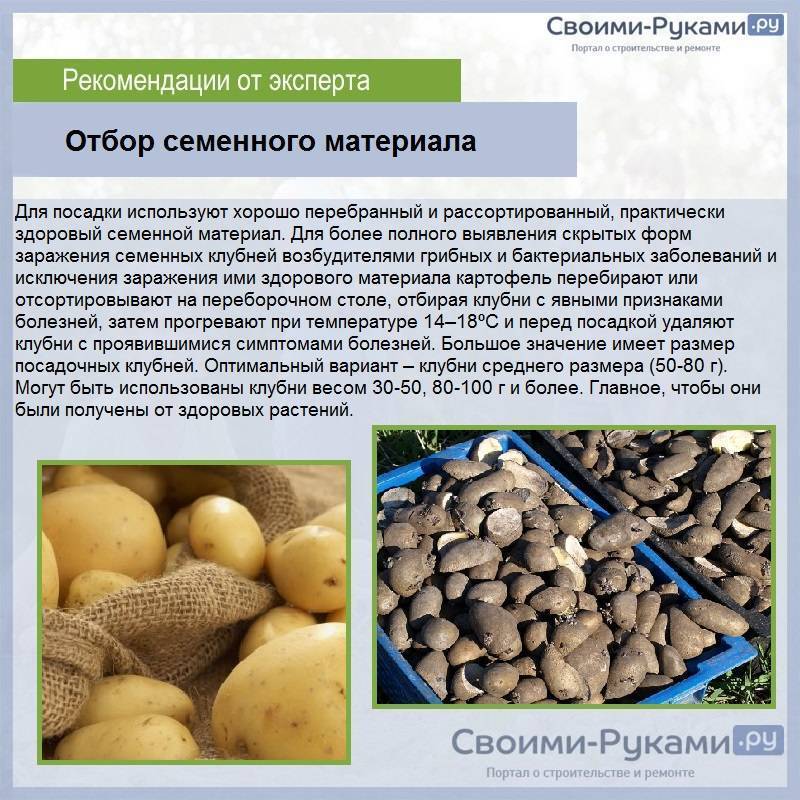 Преимущества и правила обработки картофеля перед посадкой