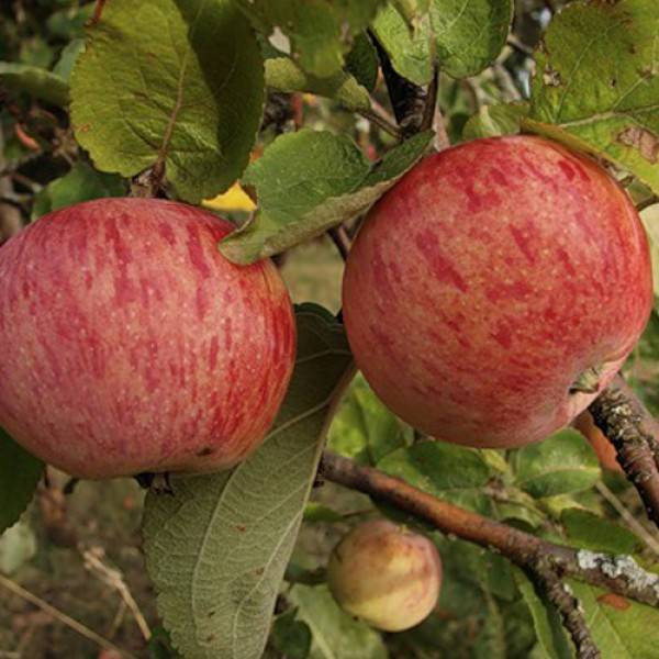 Яблоня штрифель – 8 особенностей и 10 советов по посадке и уходу
