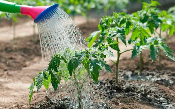 Когда лучше поливать огород: утром или вечером, можно ли в жару холодной водой